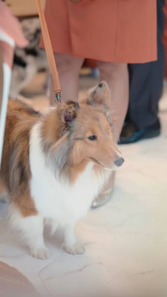 istock Bridesmaid dog in a wedding. 1495686129