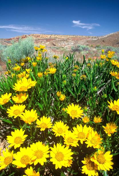 istock Rough Mule's Ears _ Utah 1495686260
