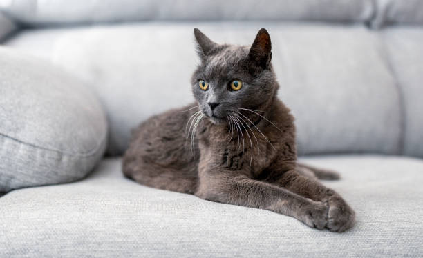 istock Curious cat lying on the sofa watching the front at the top. High quality photo 1495686388