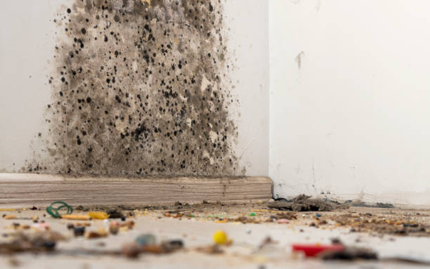 部屋の隅にほこりを入る本物の古い無視されたほこりっぽい汚れ、汚れた有毒なカビと白い壁に真菌細菌、スカートボードとアパートの家の木製の床がクローズアップ - mold damaged home interior wall ストックフォトと画像