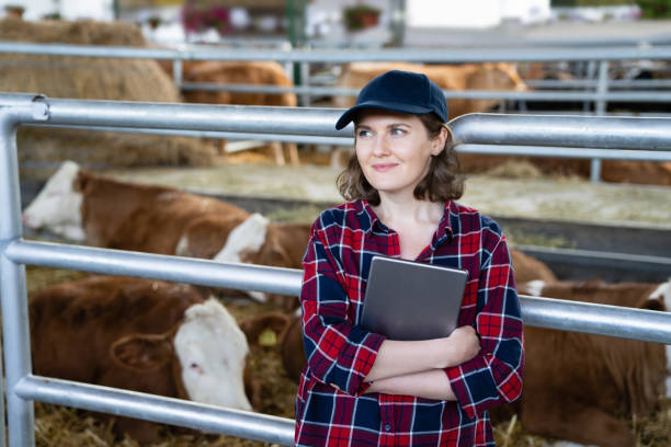 istock Woman farmer with tablet computer inspects cows at a dairy farm. 1495687237