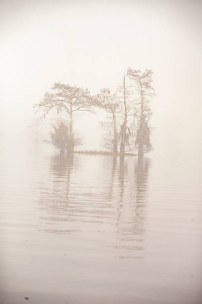 istock FOGGY ATCHAFALAYA SWAMP 1495687294
