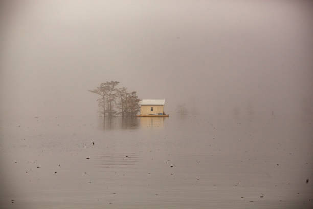 A foggy morning in the swamp of the Atchafalaya Basin