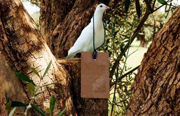 white pigeon hanging empty tag. sale concept through olives tree