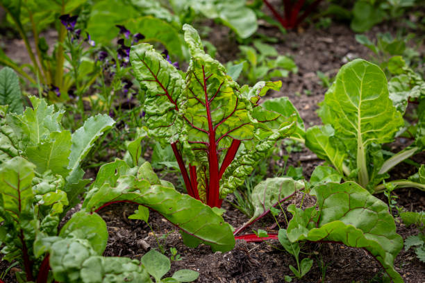 istock Chard with red stalks growing in a vegetable patch, with selective focus 1495690738