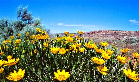 A bed of large daisy-like yellow flowers dominate the foreground. A rocky cliff is on the horizon under a light blue sky with a couple of wispy white clouds.