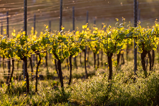 Evening light shining on vines at a Sussex vineyard, with a shallow depth of field