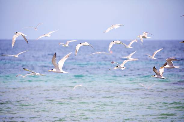 istock Flock of seabirds flying 1495691754