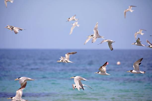 istock Flock of seabirds flying 1495691759