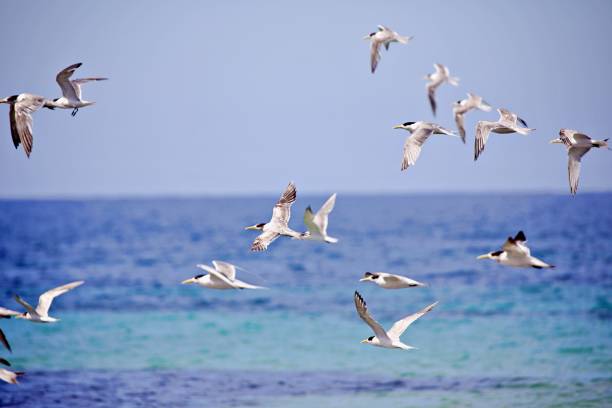 istock Flock of seabirds flying 1495691884