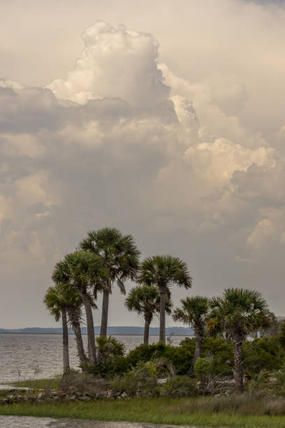 istock Coastal stand of cabbage palms with afternoon thunderstorm catching the evening sunlight 1495693552