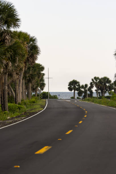 istock Curving fresh asphalt road lined with cabbage palms, ending at seaside 1495693568