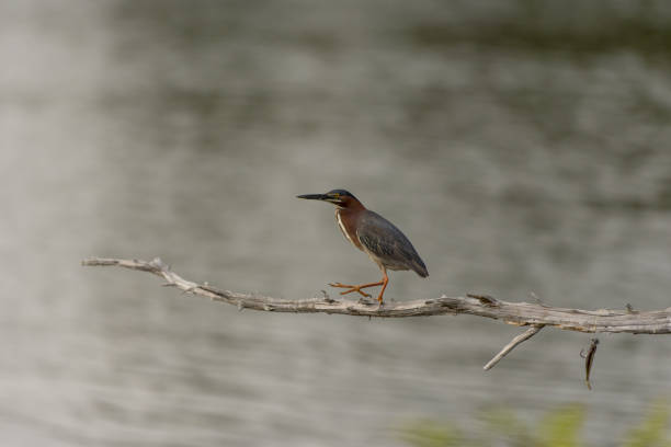 istock Single Green Heron walking along dead cedar branch over water 1495693711