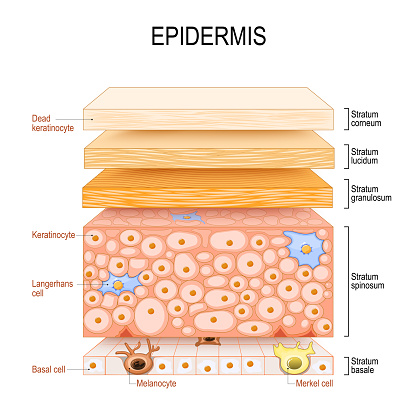 epidermis structure. Skin anatomy. Cell, and layers of a human skin. Cross section of the epidermis. Skin care. vector illustration.