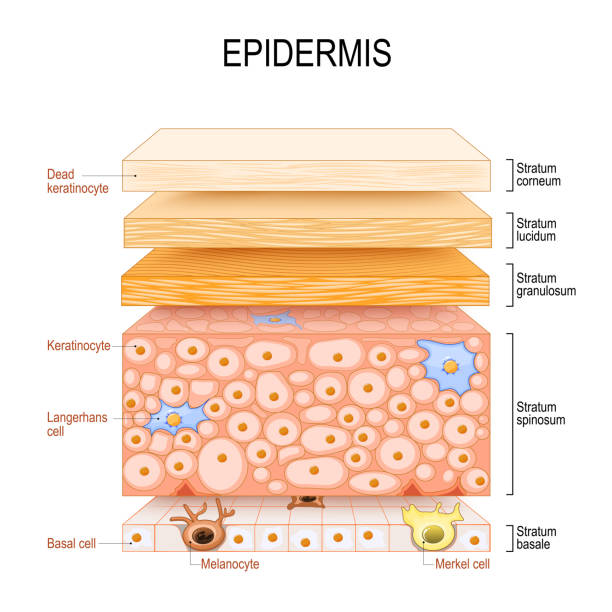 epidermis structure. Skin anatomy. Cell, and layers of a human skin. epidermis structure. Skin anatomy. Cell, and layers of a human skin. Cross section of the epidermis. Skin care. vector illustration. epithelium stock illustrations