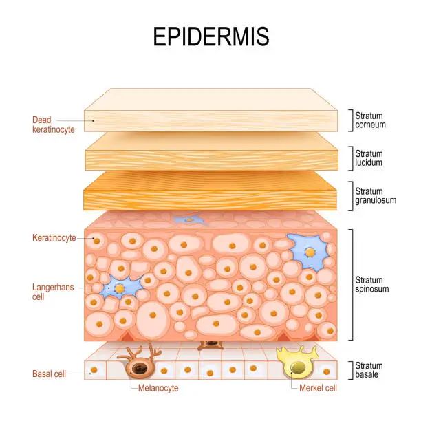 Vector illustration of epidermis structure. Skin anatomy. Cell, and layers of a human skin.