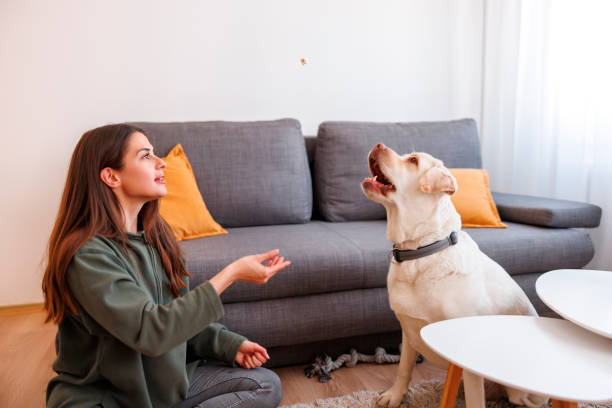 istock Woman training her dog to do tricks 1495694575