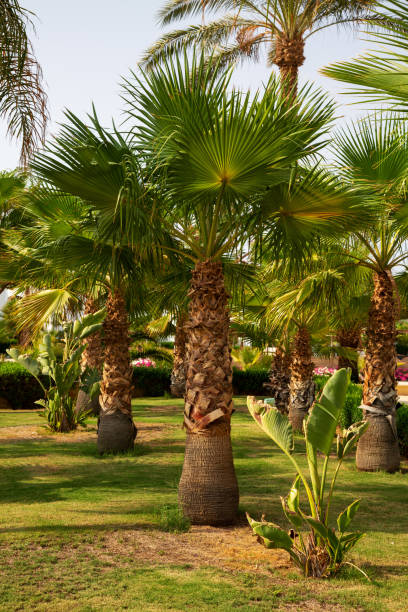 istock Palm Trees with Green Leaves in Sharm el-Sheikh, Egypt 1495694701