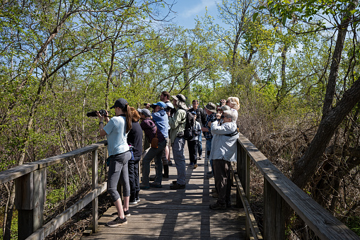 Magee Marsh, OH, USA-May 11, 2023: Bird watchers, nature lovers and photographers watching the migration of North American warblers. The marsh lies on the southern shore of Lake Erie.