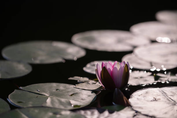 Pink water lily opening up with the morning sun