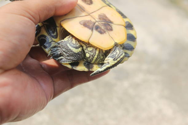 istock tail of a male red eared slider turtle 1495696040