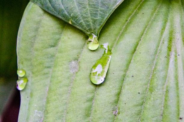 istock Early morning dew droplets. 1495696914