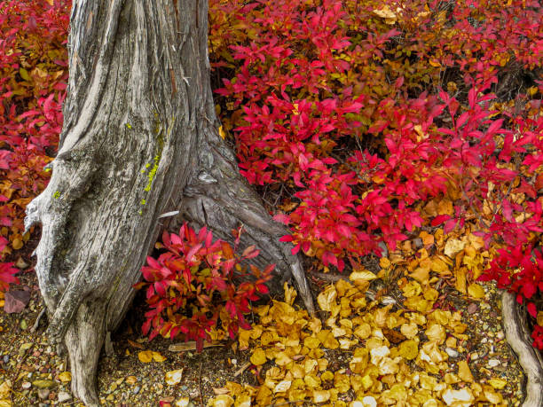 istock Abstract of tree trunk amid flowers 1495697267