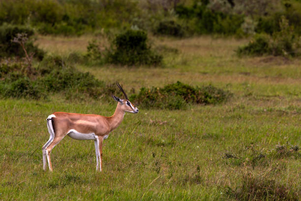 istock Thomson's Gazelle at Wild 1495697278