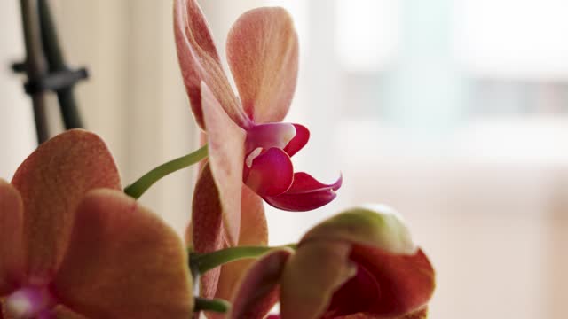 Beautiful red orange moth orchid flower