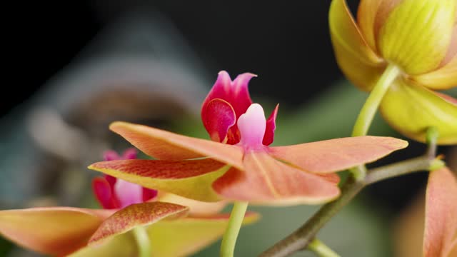 Сolorful red orange moth orchid flowers in home room
