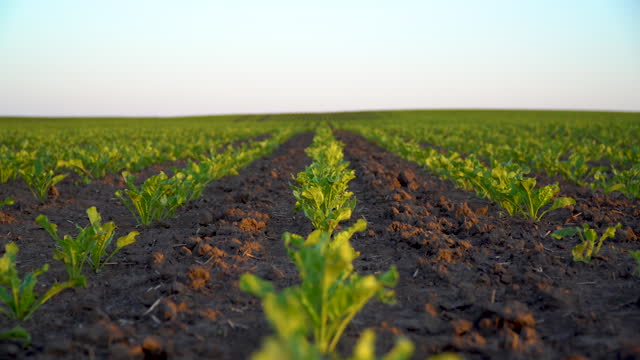 View of sugar beet field. Sugar beet field with sunset sun. Growing sugar beet. Beets for sugar production. Agrarian business. Agricultural scene.