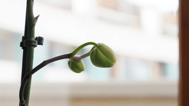 Moth orchid buds closeup in room