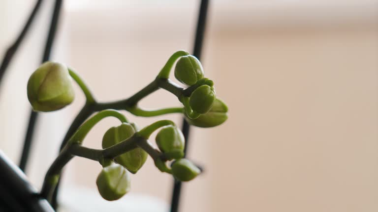 Green moth orchid buds