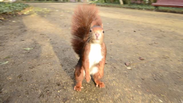 Little red squirrel chasing the camera.