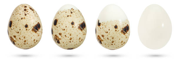 istock Quail eggs. Boiled eggs in the process of peeling the shell on a white isolated background. The concept of boiled eggs, cooking diet food, healthy eating. 1495698614
