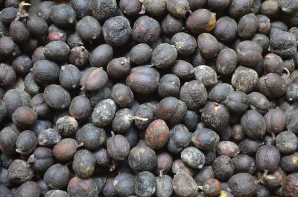istock Coffee tree and ripe coffee beans ready to harvest 1495700380