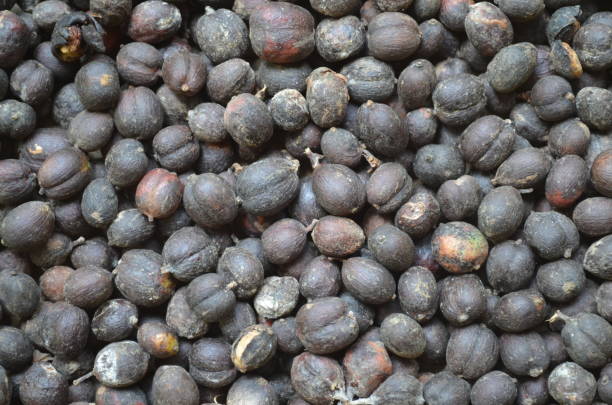 istock Coffee tree and ripe coffee beans ready to harvest 1495700473