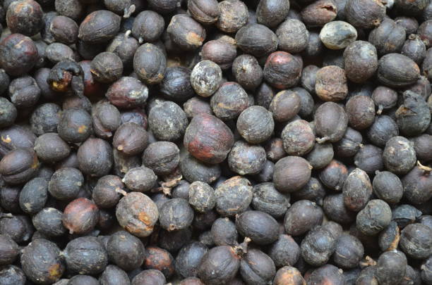 istock Coffee tree and ripe coffee beans ready to harvest 1495700515