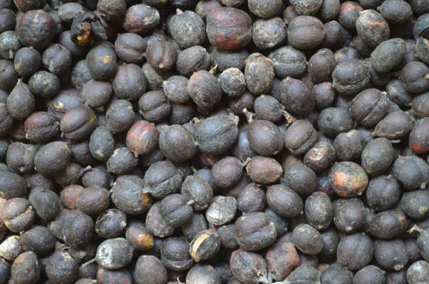 istock Coffee tree and ripe coffee beans ready to harvest 1495700516