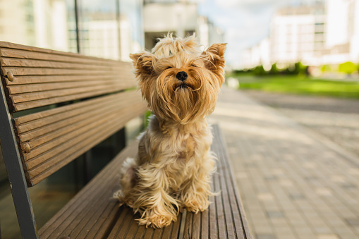 Yorkshire terrier sitting on a bench in the yard. Blurred city background