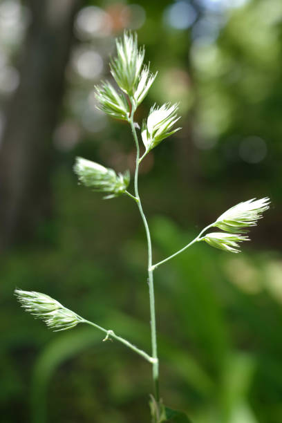 dactylis glomerata на ветру при солнечном свете. крупный план - spring leaf wind sunlight стоковые фото и изображения