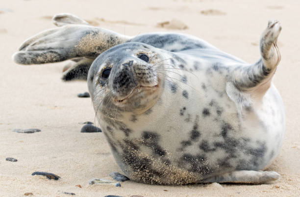 istock Close up of Harbour seal 1495703278