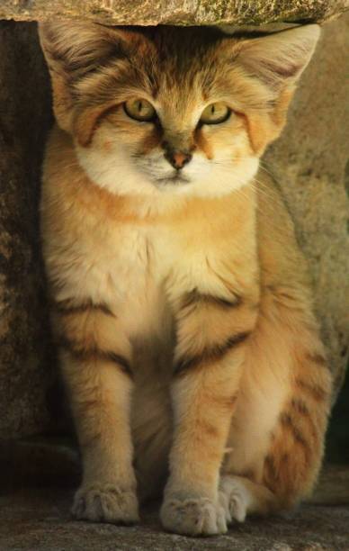 istock A sand cat sitting on a stone 1495703299