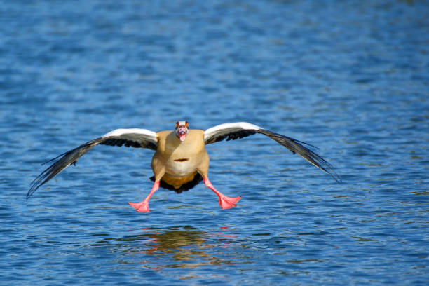 Look of surprise on face of goose as it comes into land
