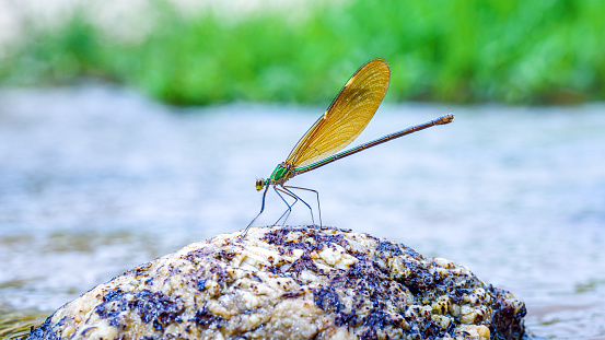 close up dragonfly on a rock in stream river, nature background