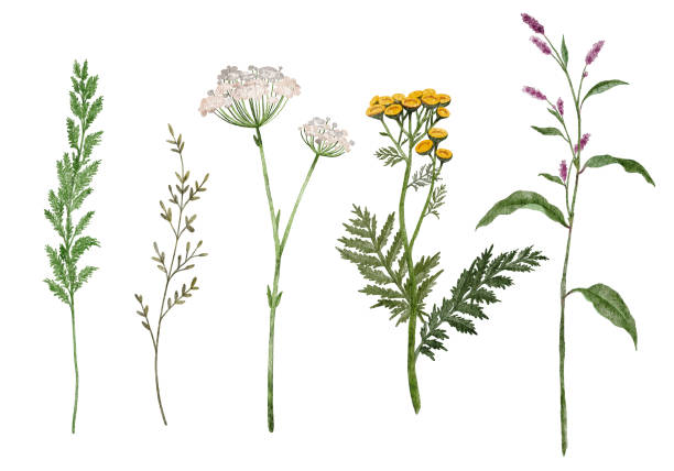 istock Watercolor set of field plants 1495703645