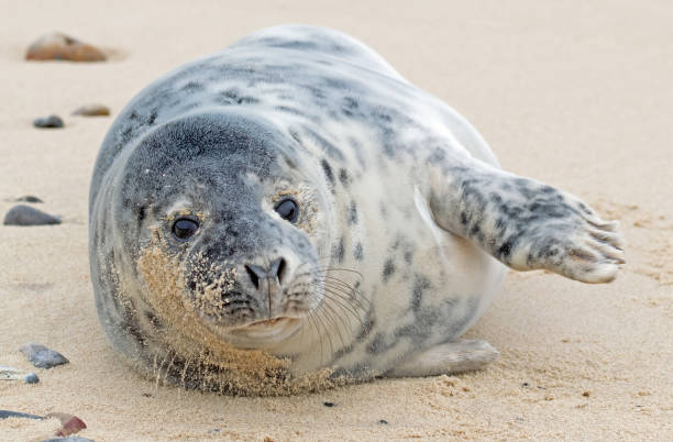 istock Close up of Harbor seal 1495703666