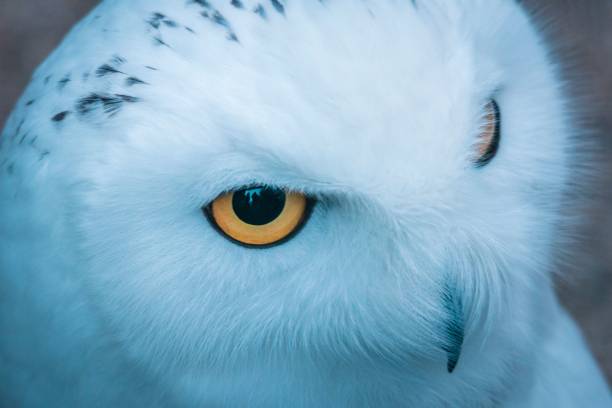 istock an owl looking at the camera from behind his ear and eyes 1495706065