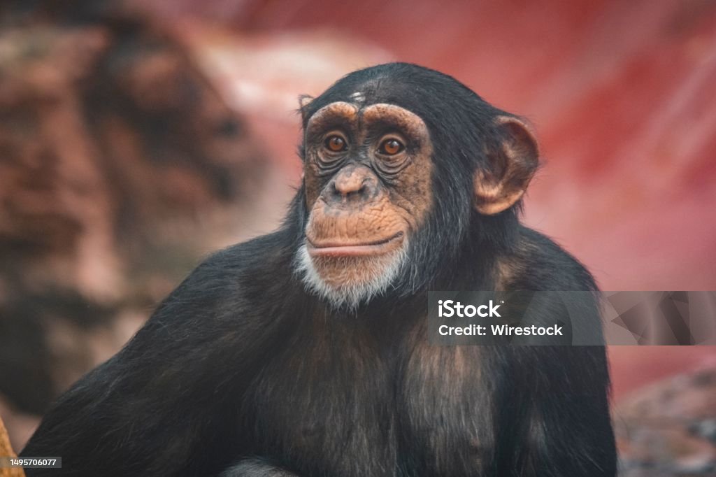 Chimpanzee Rocks A Young Chimpan Sitting Down On A Rock With Its Head Turned Away Stock ...
