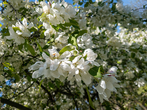 White Cherry blossum tree